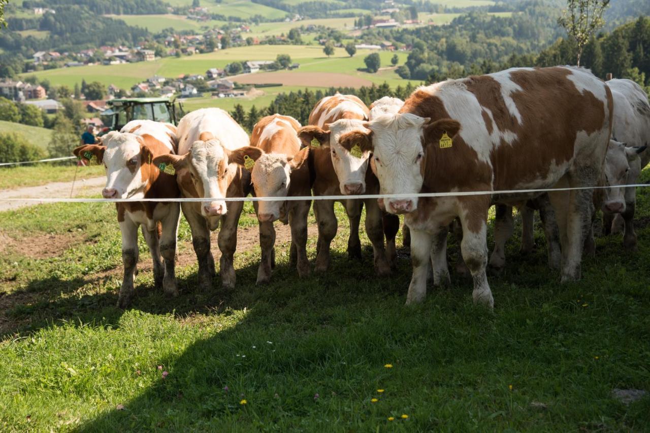 Ferienhaus Reisinger Promschhof Semriach Exteriér fotografie